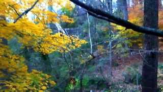 preview picture of video 'Forest Glen - National Park Seminary -  Nov 17, 2013 - Part 3 of 4'