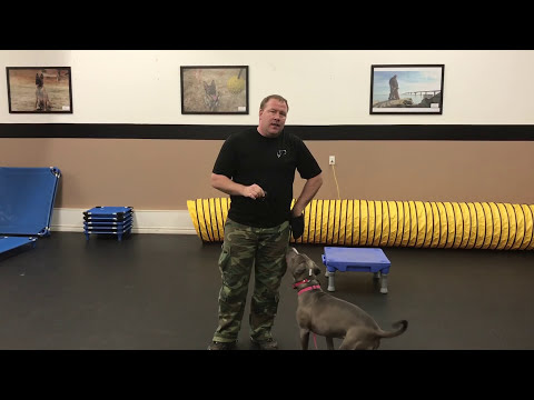 download lagu mp3 mp4 Duke Ferguson Dog Training, download lagu Duke Ferguson Dog Training gratis, unduh video klip Duke Ferguson Dog Training