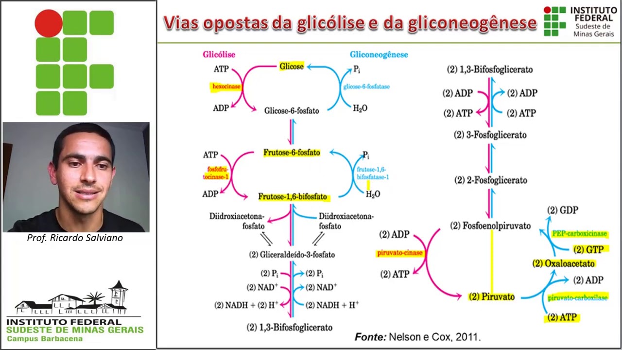 Metabolismo carboidratos parte IV - Gliconeogênese e Via das Pentoses-fosfato