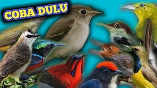 Download lagu Suara pikat burung anti zonk | cocok buat segala jenis burung kecil dan besar mp3
