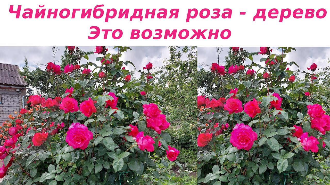 Венроза. Чайногибридные розы - дерево. Формирование куста и особенности ухода.