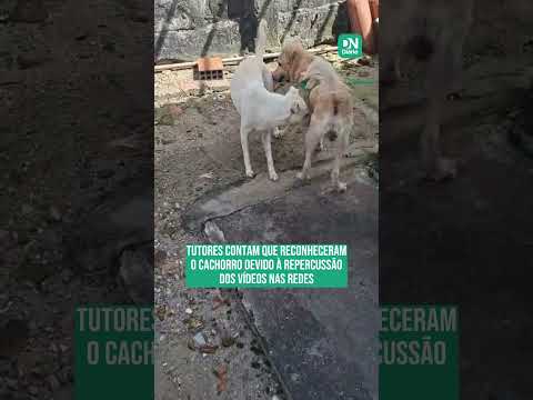 Cachorro que ficou preso em bueiro reencontra família após três meses desaparecido