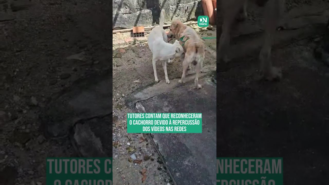 Imagem da notícia Cachorro que ficou preso em bueiro reencontra família após três meses desaparecido