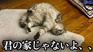 エアコン無いから窓開けてたら毎日猫が入って来るようになった【フランス生活】
