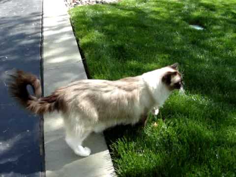 Ragdoll Cat Outside ラグドール Floppycats
