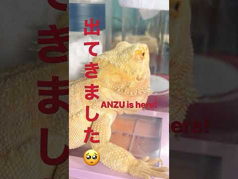 イグアナ イグアナ分布図.png