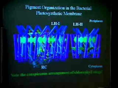 TCBG Summer School 2003: Modeling Large Systems - LIght Harvesting in Photosynthesis