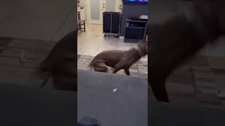 Video preview image #1 American Pit Bull Terrier-Unknown Mix Puppy For Sale in Chandler, AZ, USA