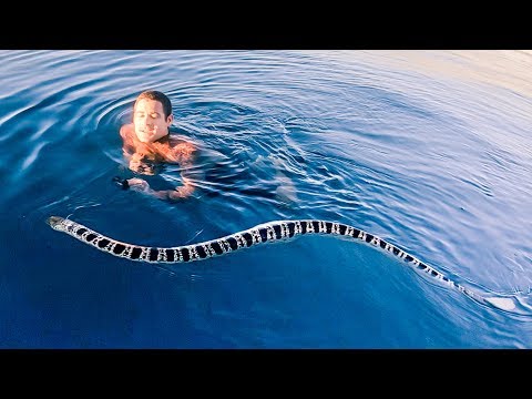YBS Lifestyle Ep 15 - BIGGEST VENOMOUS SEA SNAKE EVER | First Adventure On Our Mothership