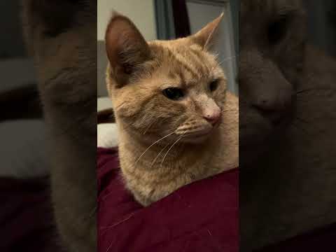 Eoin: The Irish Underdog who became our Best Friend 🇮🇪 🐈