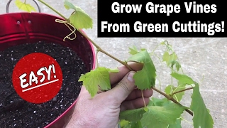 How To Regrow Grape Vines From Fresh Cuttings!