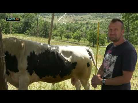 - GOLUB NENE GALICA SPREMAN ZA KORIDU KOD MATEA ŠESTANOVAC 2022