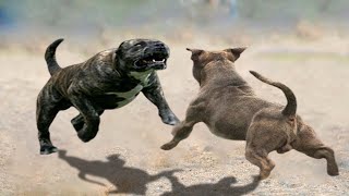 Pitbull vs Presa Canario - Presa Canario vs Pitbull in a real fight! - Pitdog