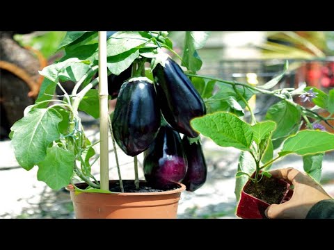 , title : 'How to Grow Eggplant from seeds in Pot - Gardening Tips'