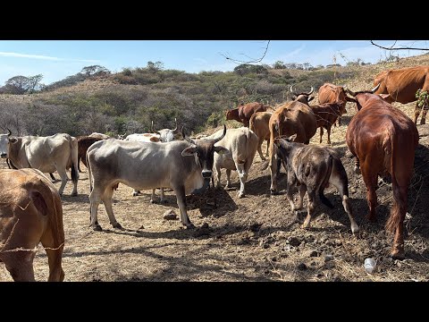 FUI A REVISAR LA AGUA DEL GANADO EN LA SIERRA 