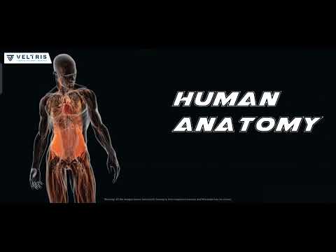 Human Anatomy