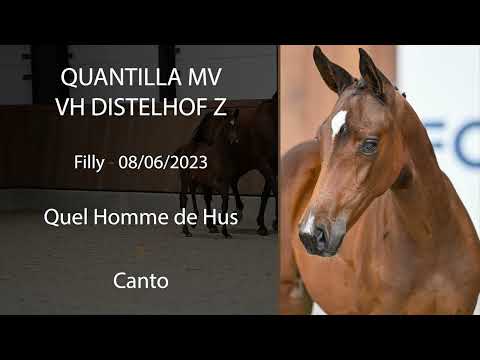 Quantilla MV vh Distelhof Z (Quel Homme de Hus x Canto)