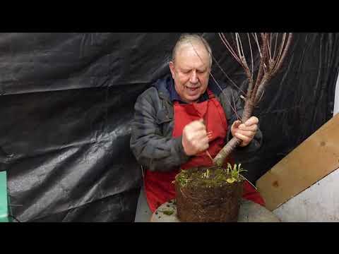 Shaping a Tamarisk Bonsai Into a Weeping Style