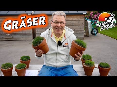 Die wichtigsten GRÄSER für Rasenflächen. Eine kleine Gräserkunde mit dem Rasenfreak.