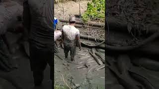 Download lagu Panen Ikan Lele Size Jumbo mp3 Download lagu Panen Ikan Lele Size Jumbo mp3