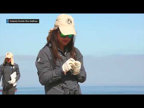Educación ambiental busca llegar a las aulas con nuevo proyecto en Mejillones