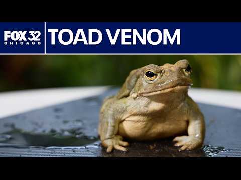 Toad venom for depression? Experimental treatment shows ...