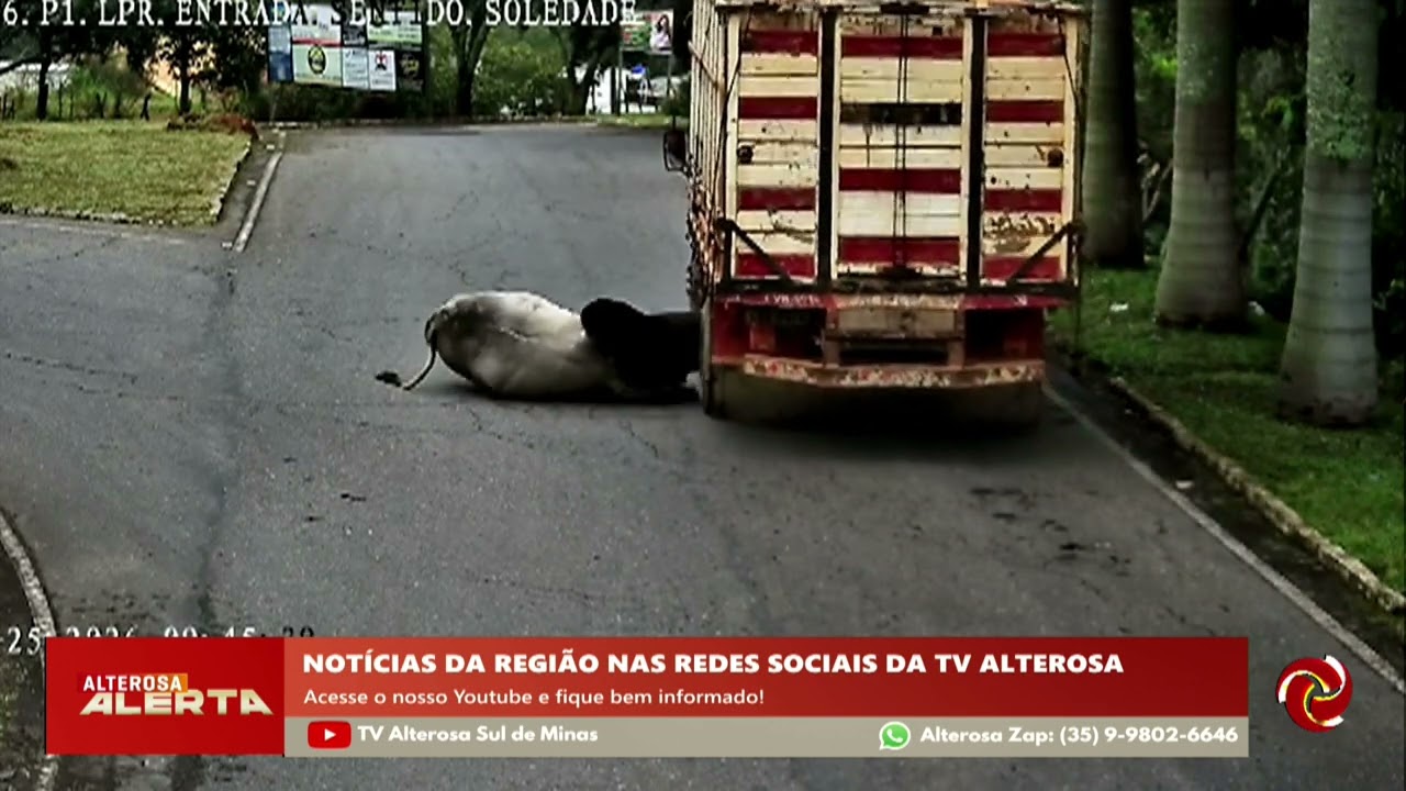 Boi foge de caminhão e teria sido abatido em Soledade de Minas