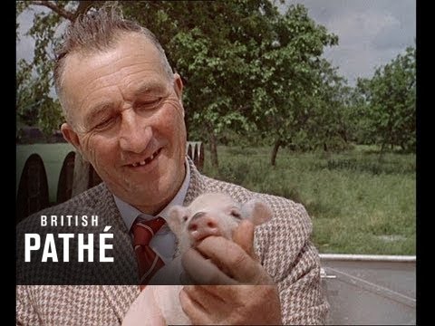 Pig Swing - 1962 Invention