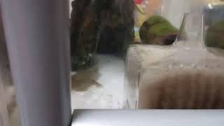 ウーパー動画水槽替えたー❗名前も決まった！