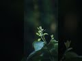 Harget Kart Aicha Bgm Ringtone Ll Pixel Beautiful Bgm Ll Short Shorts Aicha Aichabgm Ytshort