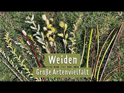 Weiden: So verschönern die vielseitigen Bäume den Frühling! | MDR Garten