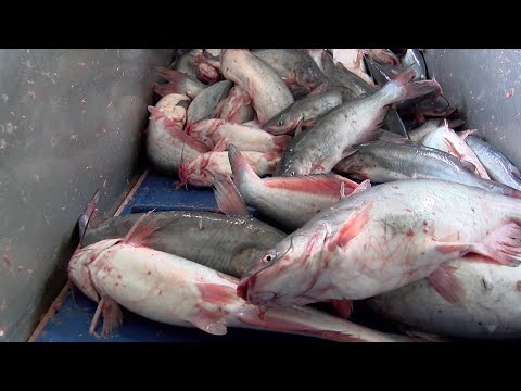 Undercover Investigations - Mercy For Animals Undercover Investigations