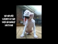 Billy Currington Like My Dog (lyric video)