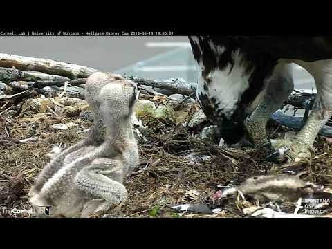 Osprey Chick Tries To Self-feed While Iris Parcels Out Fish – June 13, 2018