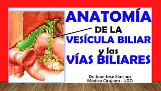 🥇 Anatomy of the GALLBLADDER and THE BILIARY TRACT. Easy, Quick and Simple
