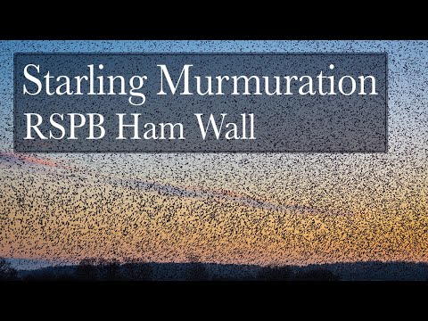Starling Murmuration