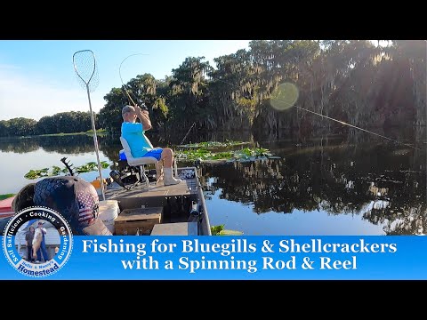 Fishing for Bluegills & Shellcrackers with a Spinning Rod & Reel