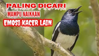 Download lagu PANCINGA KACER KONSELET!! PALING DI CARI MAMPU MENAIKKAN EMOSI KACER LAIN BIAR TAMBAH GACOR mp3