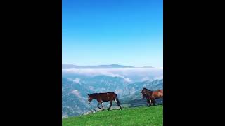 Enjoy seeing the beautiful nature #nature#jungle#enjoy##sheep#horse#clouds#mountains#beautiful