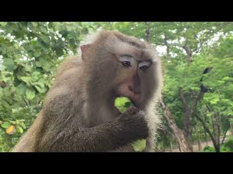 Peaceful Monkey Eating ASMR – Calm Chewing & Forest Ambience.