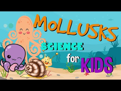 What is a Mollusk? Invertebrates animals | Science for Kids