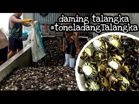 MAGDAMAG NA PAGULAN,TALANGKA DUMAGSA, #toneladangtalangka #shorecrab