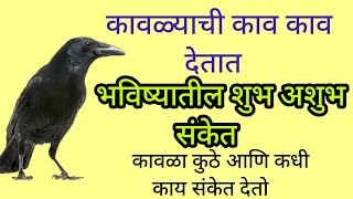 कावळयाची काव काव देतात भविष्यातील शुभ अशुभ संकेत, Kavala Ani Shubh Ashubh Sanket.