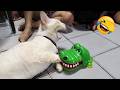 HOLD ON YOUR LAUGH Compilation Of Funny Cat Videos To Make You Laugh 2025 Latest Funny Cats O