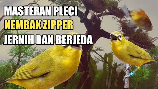 Download lagu MASTERAN PLECI NEMBAK ZIPPER JERNIH DAN BERJEDA #pleci mp3 Download lagu MASTERAN PLECI NEMBAK ZIPPER JERNIH DAN BERJEDA #pleci mp3