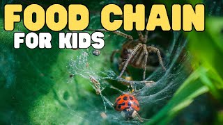 Food Chain for Kids - INTERACTIVE | Learn all about producers, consumers, and decomposers