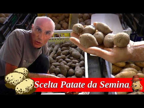 , title : 'Come scegliere le Patate da Semina'