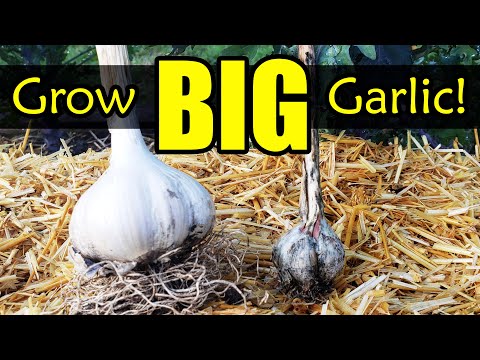 YouTube video about: Why are my garlic bulbs so small?