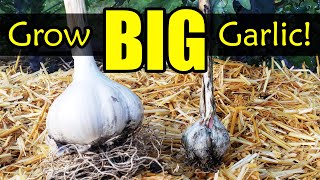 Grow Bigger Garlic! 10 Common Garlic Growing Mistakes To Avoid