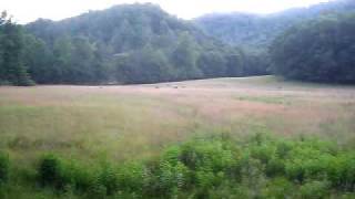preview picture of video 'Cataloochee Valley Elk'